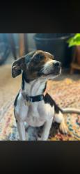 Lost Female Dog last seen Strathmore Highland, California, Highland, CA 92346