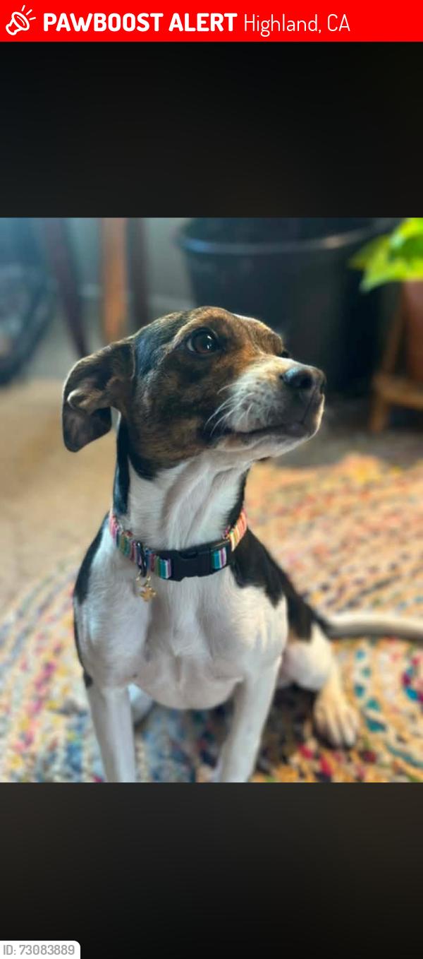 Lost Female Dog last seen Strathmore Highland, California, Highland, CA 92346