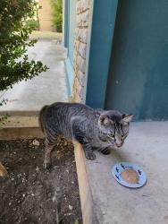 Found/Stray Unknown Cat last seen West Camp Bowie and Cimarron, Fort Worth, TX 76116