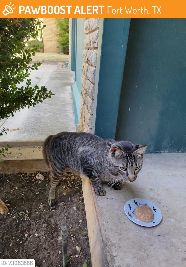 Found/Stray Unknown Cat last seen West Camp Bowie and Cimarron, Fort Worth, TX 76116