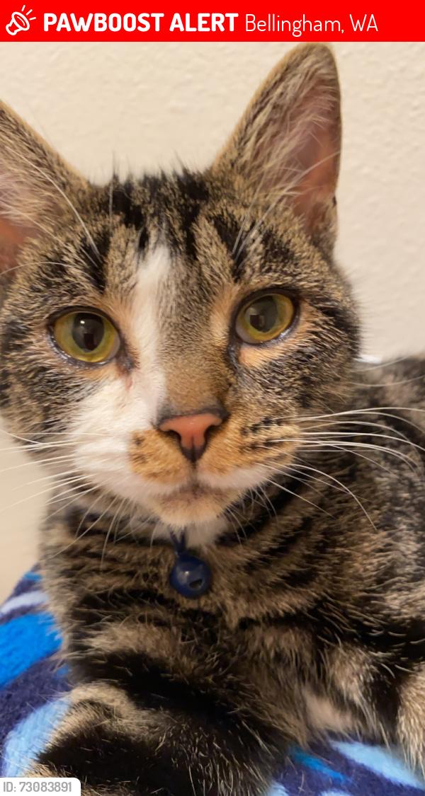 Lost Female Cat last seen Bakerview & Meridian ST, Bellingham, WA 98226