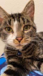 Lost Female Cat last seen Bakerview & Meridian ST, Bellingham, WA 98226