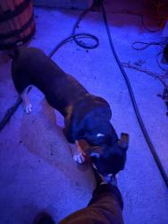 Found/Stray Unknown Dog last seen Near high st Thornton Colorado, Thornton, CO 80229