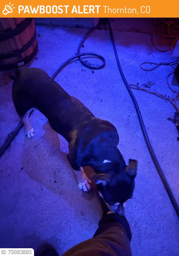 Found/Stray Unknown Dog last seen Near high st Thornton Colorado, Thornton, CO 80229