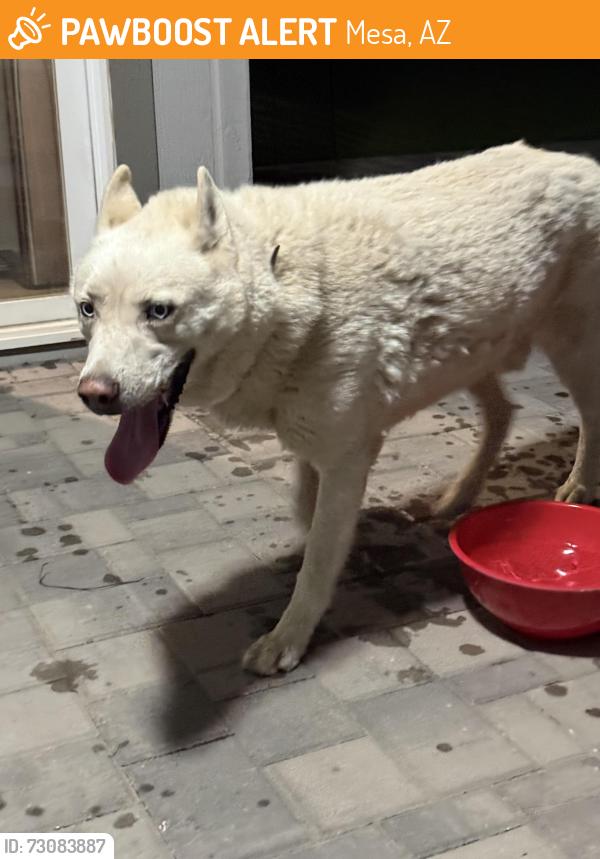Found/Stray Male Dog last seen Alma school and guadalupe, Mesa, AZ 85210