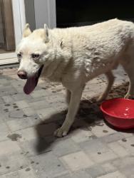 Found/Stray Male Dog last seen Alma school and guadalupe, Mesa, AZ 85210