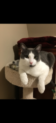 Lost Male Cat last seen Near & 55 ave near excellent ice, Surrey, BC V3X 0H5