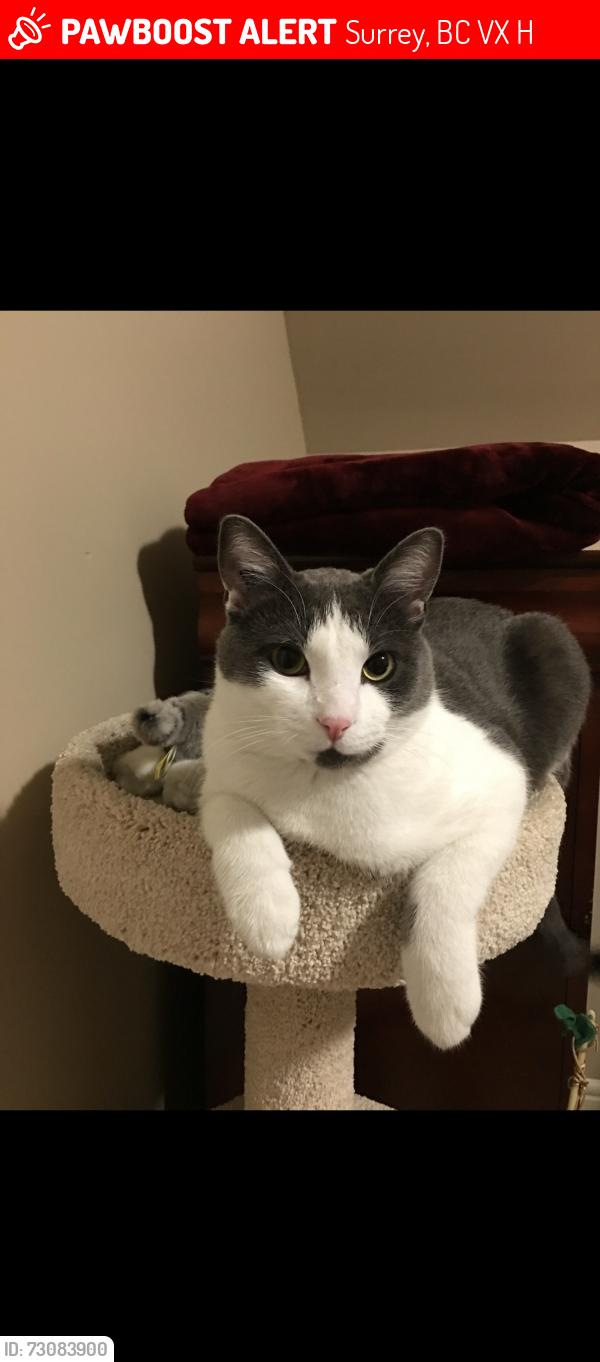 Lost Male Cat last seen Near & 55 ave near excellent ice, Surrey, BC V3X 0H5