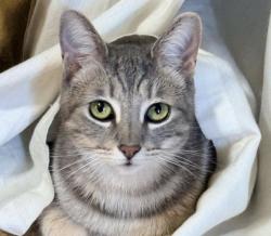 Reunited Female Cat last seen Bent Drive , Campbell, CA 95008