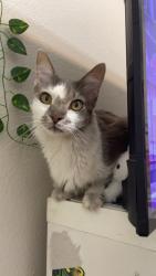 Found/Stray Unknown Cat last seen Shackelford ln and Mule Deer dr between Johnson city ave and Travis ranch blvd, Travis Ranch, TX 75126