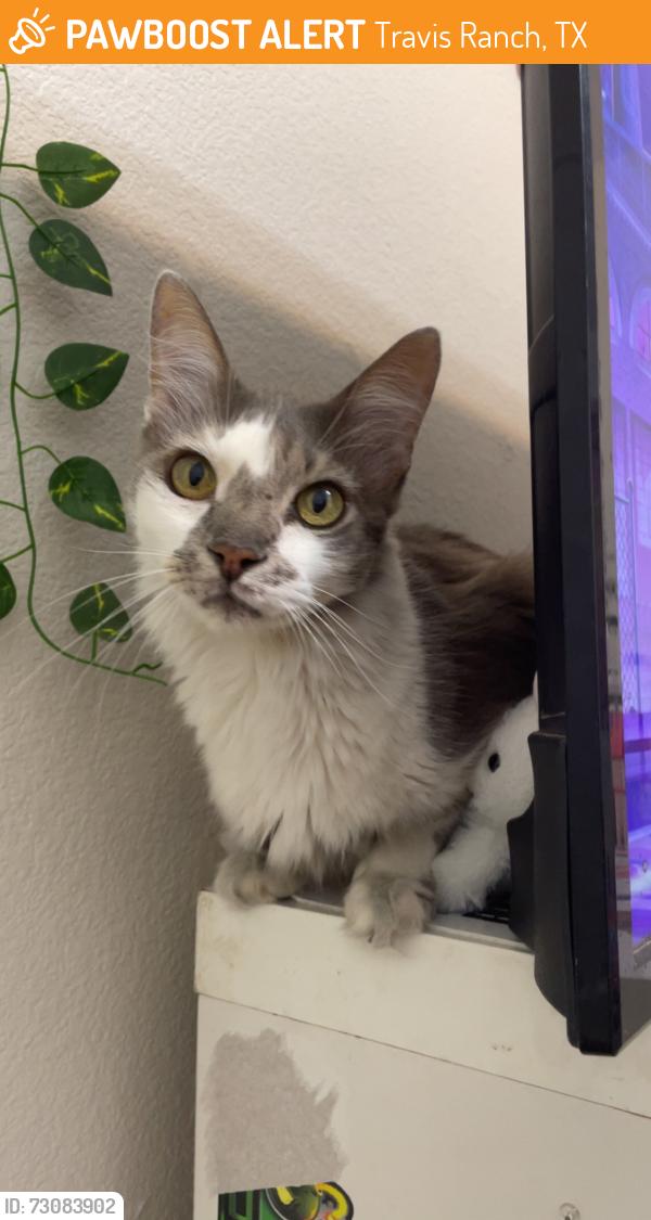 Found/Stray Unknown Cat last seen Shackelford ln and Mule Deer dr between Johnson city ave and Travis ranch blvd, Travis Ranch, TX 75126