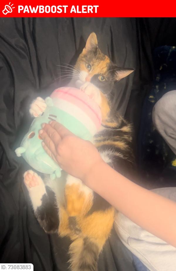 Lost Female Cat last seen 17 mile between Garfield and Hayes, Clinton Township, MI 48038