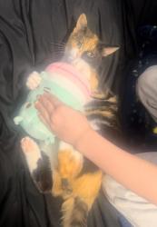 Lost Female Cat last seen 17 mile between Garfield and Hayes, Clinton Township, MI 48038