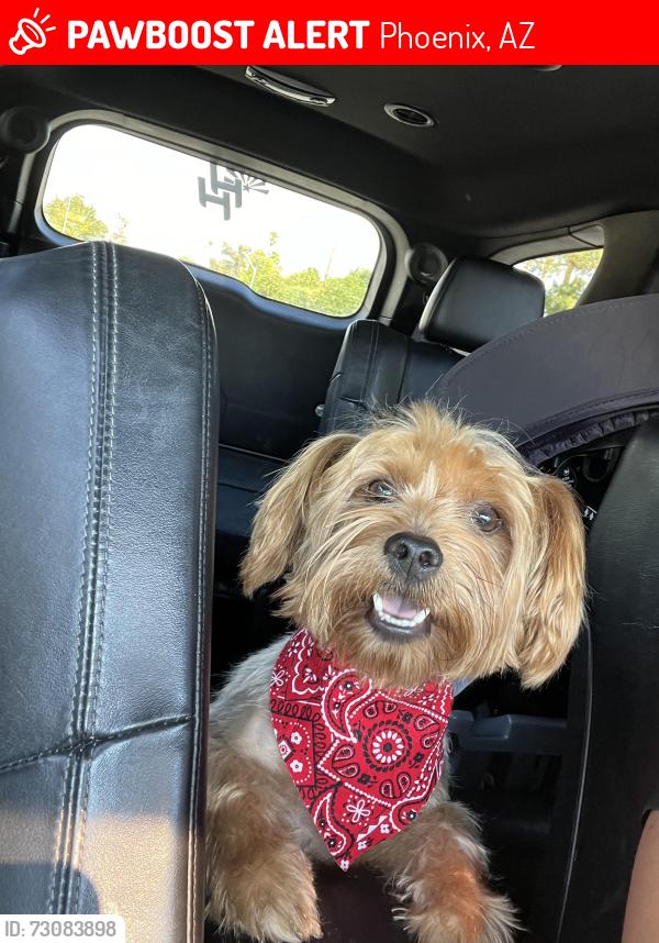 Lost Male Dog last seen 32nd st and McDowell Rd, Phoenix, AZ 85008