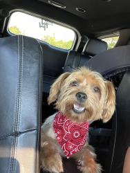 Lost Male Dog last seen 32nd st and McDowell Rd, Phoenix, AZ 85008