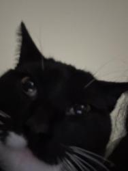 Lost Male Cat last seen Troy Schenectady rd, Latham, NY 12110