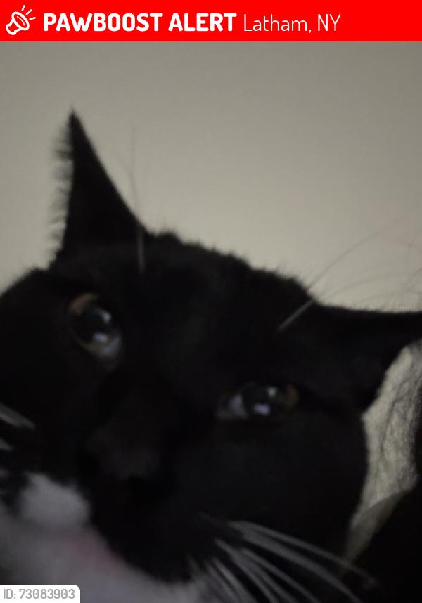 Lost Male Cat last seen Troy Schenectady rd, Latham, NY 12110