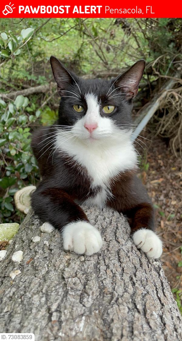 Lost Male Cat last seen Ten Mile Rd, Ashton Brosnaham Rd, L.D.McArthur Elementary School, Pensacola, FL 32534