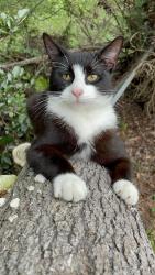 Lost Male Cat last seen Ten Mile Rd, Ashton Brosnaham Rd, L.D.McArthur Elementary School, Pensacola, FL 32534