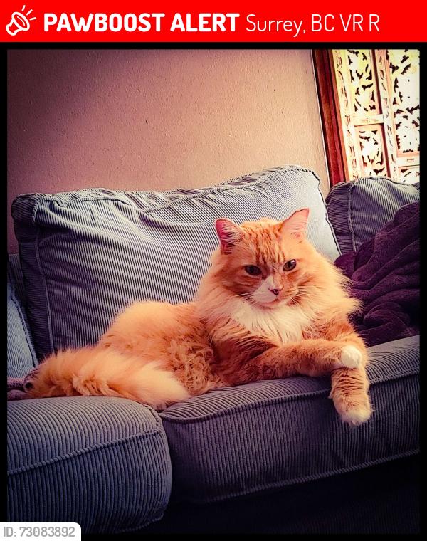 Lost Male Cat last seen Near 105 avenue, Ashley Court Building B, Surrey, BC V3R 1R6