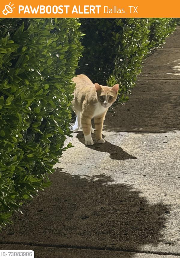 Found/Stray Male Cat last seen Danbury cndmniums, Dallas, TX 75206