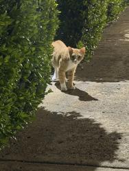 Found/Stray Male Cat last seen Danbury cndmniums, Dallas, TX 75206
