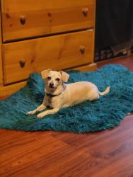 Reunited Female Dog last seen South Los Angeles, Los Angeles, CA, USA, Los Angeles, CA 90044