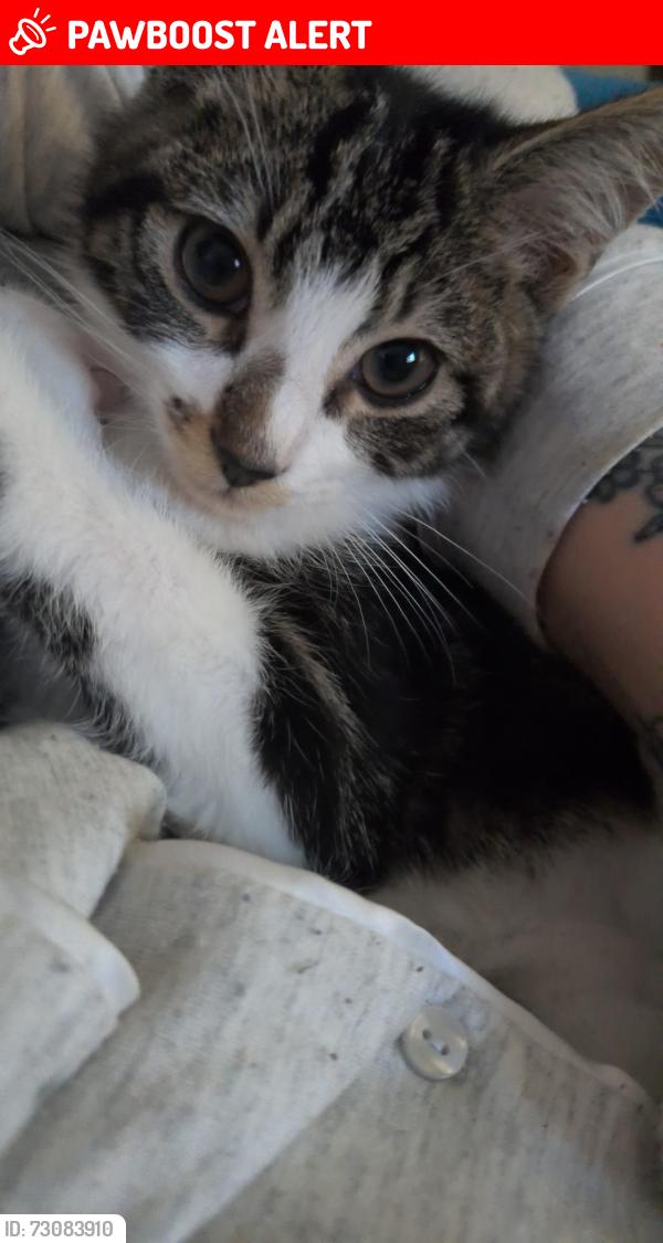 Lost Male Cat last seen Cooperative old Harlow , Old Harlow, England CM17