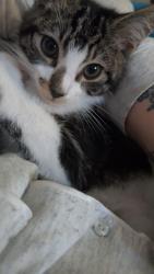 Lost Male Cat last seen Cooperative old Harlow , Old Harlow, England CM17