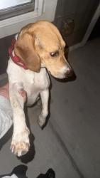 Reunited Male Dog last seen Close the san Mateo crossing apmts, Kissimmee, FL 34744