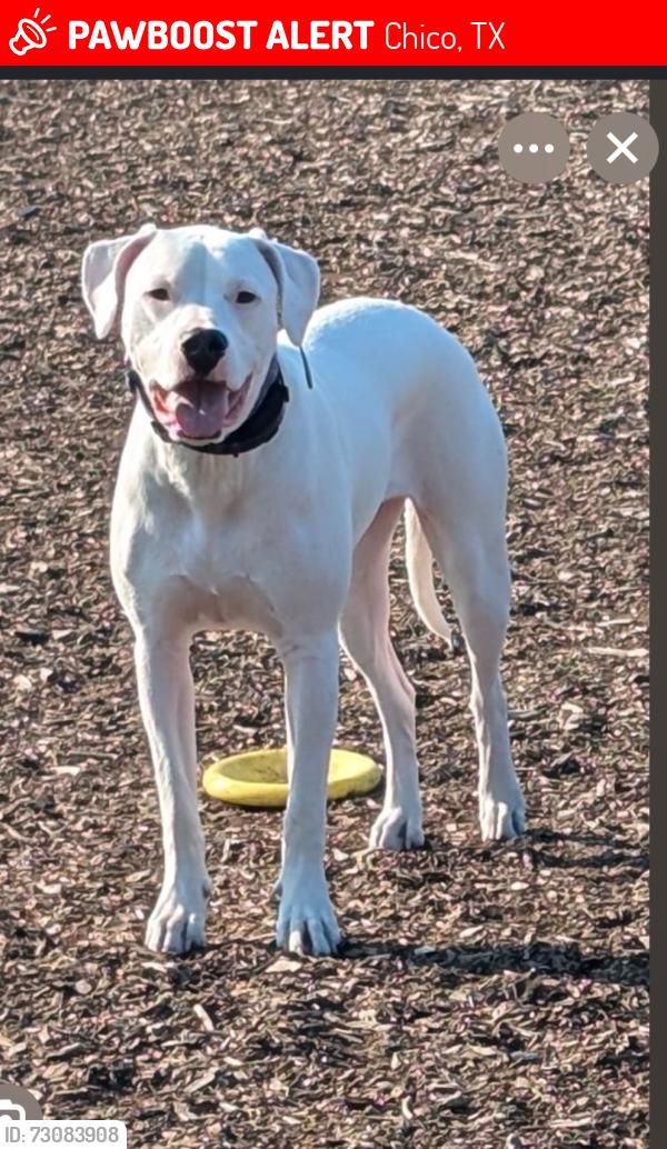 Lost Female Dog last seen Lowes grocery store, Chico, TX 76431