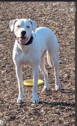 Lost Female Dog last seen Lowes grocery store, Chico, TX 76431