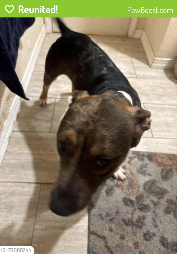 Reunited Male Dog last seen Dillingham and Emmett , Kissimmee, FL 34741