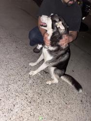 Reunited Female Dog last seen Near arden way, San Jose, CA 95122
