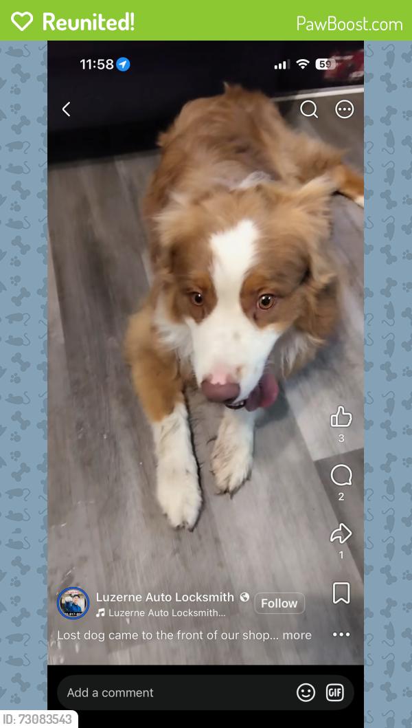 Reunited Male Dog last seen E North Hampton St, Wilkes-Barre, PA 18702