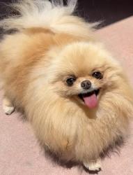 Reunited Female Dog last seen Kaylor & Ball, Long Beach, CA 90831