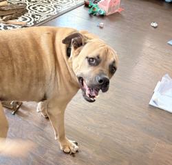 Reunited Male Dog last seen 30th street and Winthrop Ave, Indianapolis, IN 46205