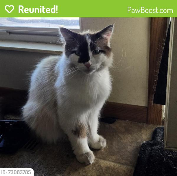 Reunited Male Cat last seen Modoc road , Columbus, OH 43085