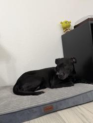 Reunited Female Dog last seen At Cravens Park, Arlington, TX 76018