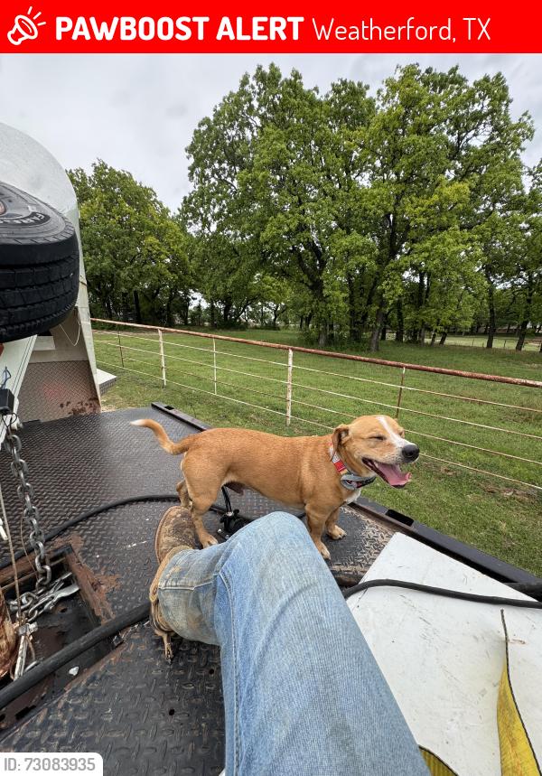 Lost Male Dog last seen Near tin top rd, Weatherford, TX 76087