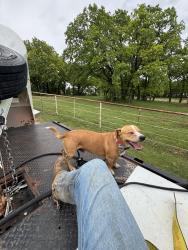 Lost Male Dog last seen Near tin top rd, Weatherford, TX 76087