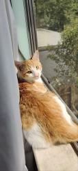 Reunited Male Cat last seen Hammertown Dr/Lorraine Ave, Stockton, CA 95210