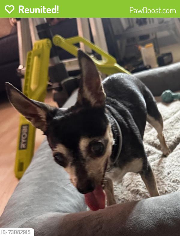 Reunited Female Dog last seen 127th ST and Major , Palos Heights, IL 60463