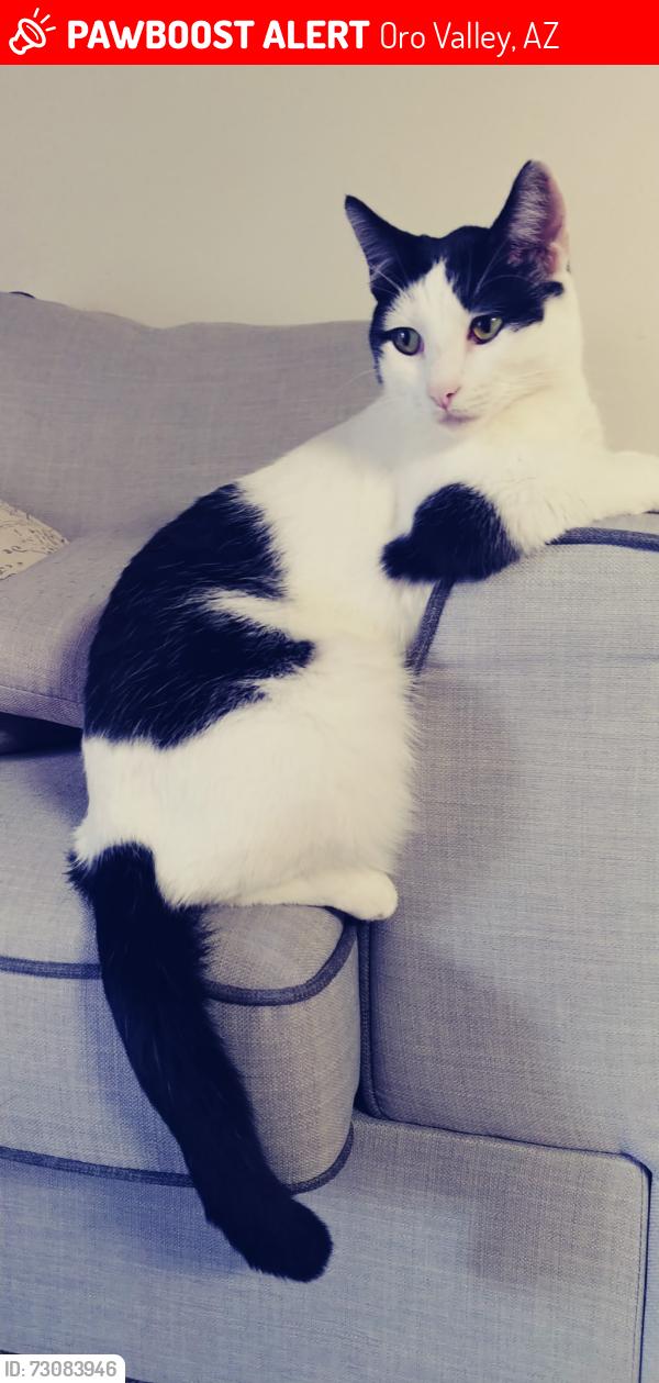 Lost Male Cat last seen First and palisades, Oro Valley, AZ 85737