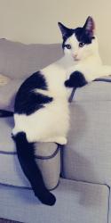 Lost Male Cat last seen First and palisades, Oro Valley, AZ 85737
