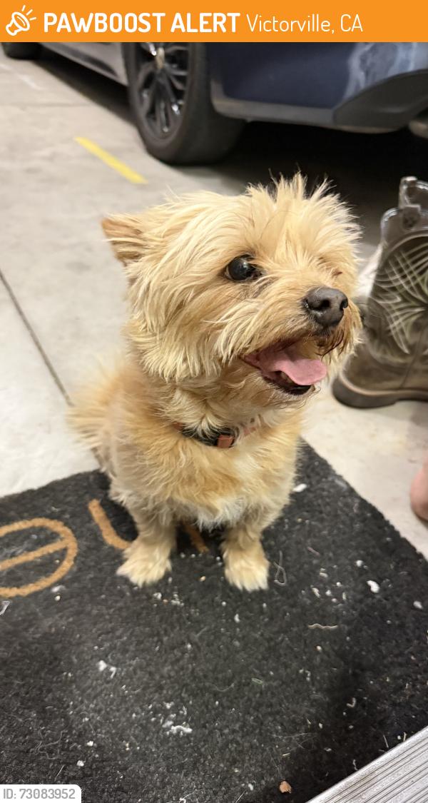 Found/Stray Male Dog last seen La Mesa and Amargosa, Victorville, CA 92392