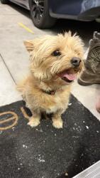 Found/Stray Male Dog last seen La Mesa and Amargosa, Victorville, CA 92392