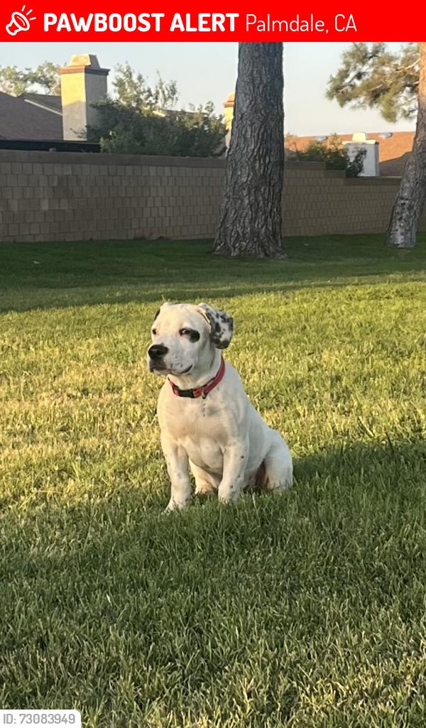 Lost Male Dog last seen M-2, Palmdale, CA 93550