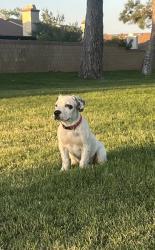 Lost Male Dog last seen M-2, Palmdale, CA 93550