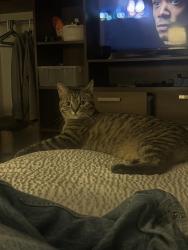 Lost Male Cat last seen Maple grove yard waste, Maple Grove, MN 55369